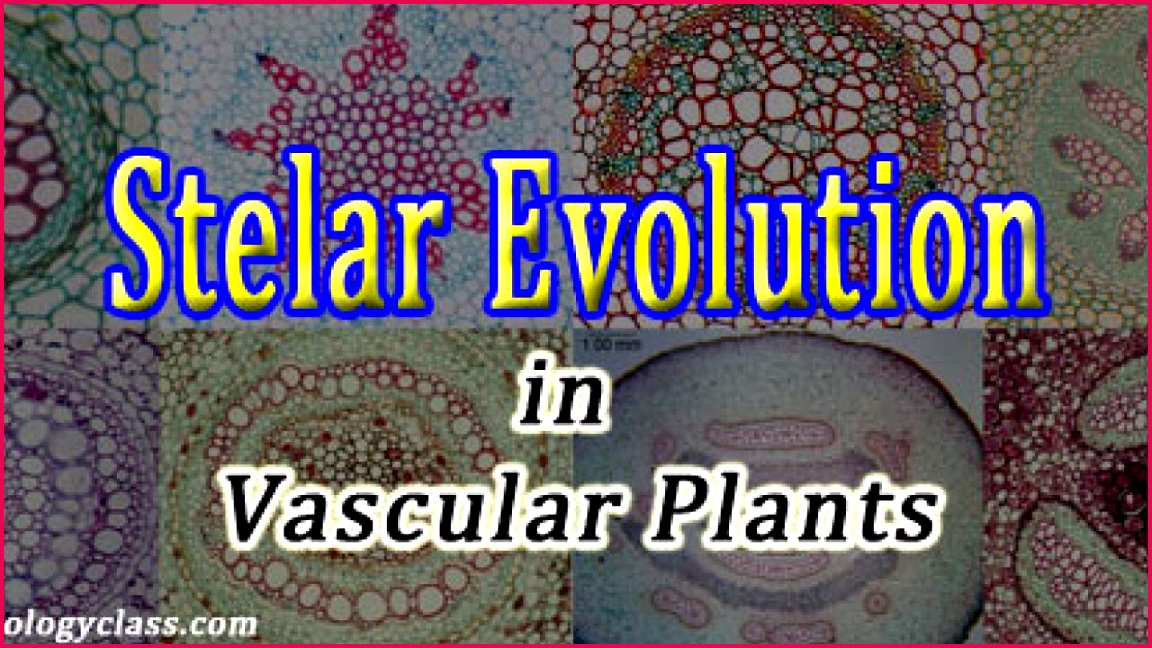 stelar evolution in pteridophytes