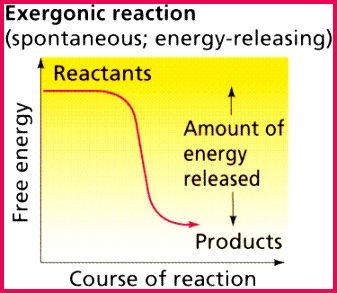 exergonic