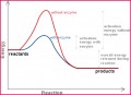 Class 11 Notes Biology Enzymes Notes