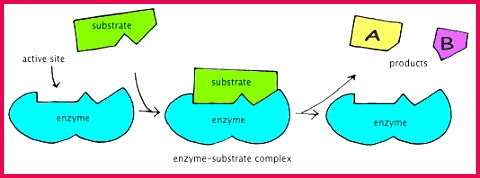The active site of an enzyme has a very specific 3 dimensional shape Therefore enzymes are specific to particular substrates and will not work on others