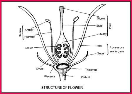 Reproduction in Plant CBSE Class 12 Class 12 Botany Class 12 Biology