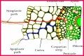 Class 11 Notes Biology form and Functions In Plants Mcqs
