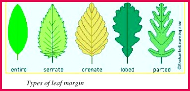 This helps reduce the rate of water loss in such plants However the plants in areas of water abundance have broad leaves to enable them lose the excess