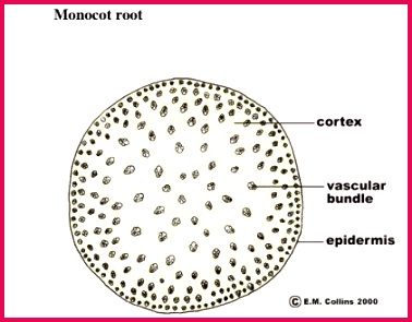 ii State the similarities and differences between a dicotyledonous and monocotyledonous root