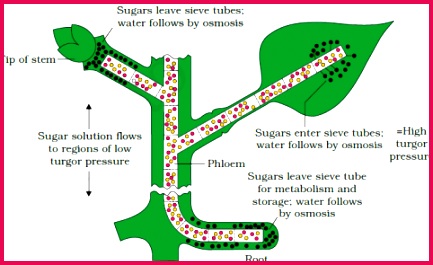 Phloem sap is mainly water and sucrose but other sugars hormones and amino acids are also translocated through it