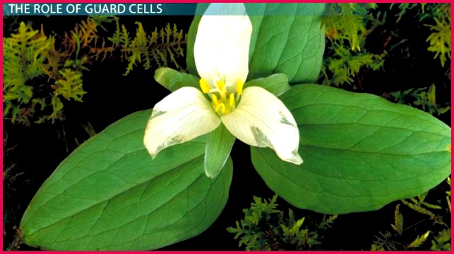 Plant Guard Cells Function & Definition