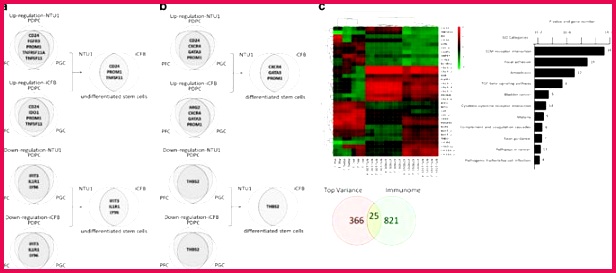 in a undifferentiated stem cells and b differentiated stem cell pared with somatic cells c The heat map shows that 25 immune genes in