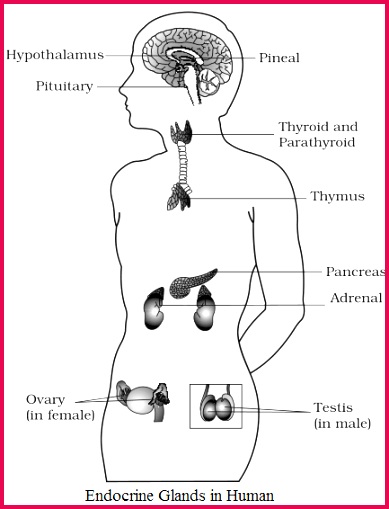 NCERT Solutions for Class 11th Ch 22 Chemical Coordination and Integration Biology