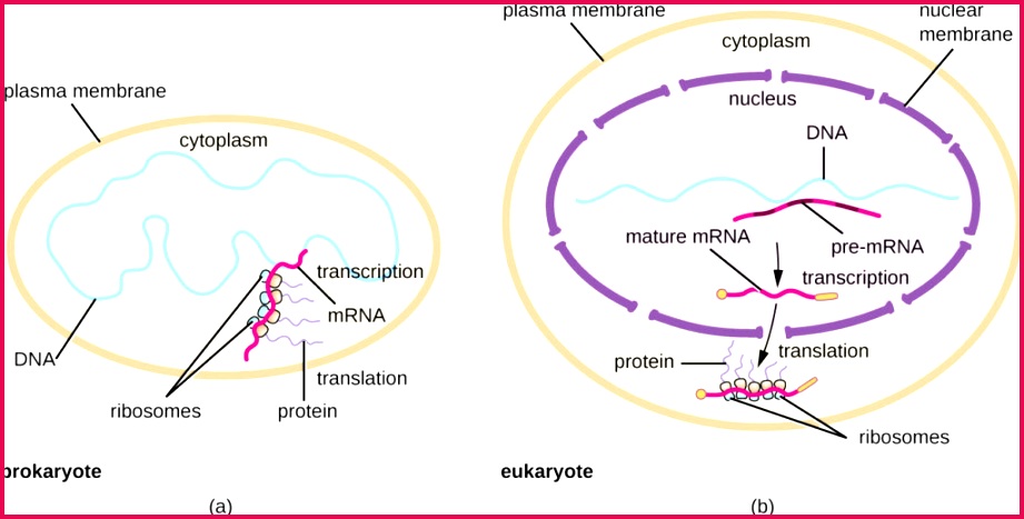 a Diagram of prokaryotic cell with a plasma membrane on the outside The DNA