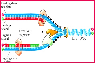 Leading and Lagging strand