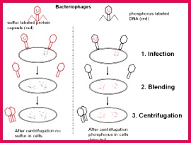The Hershey Chase experiment DNA as Genetic Material1 300x225