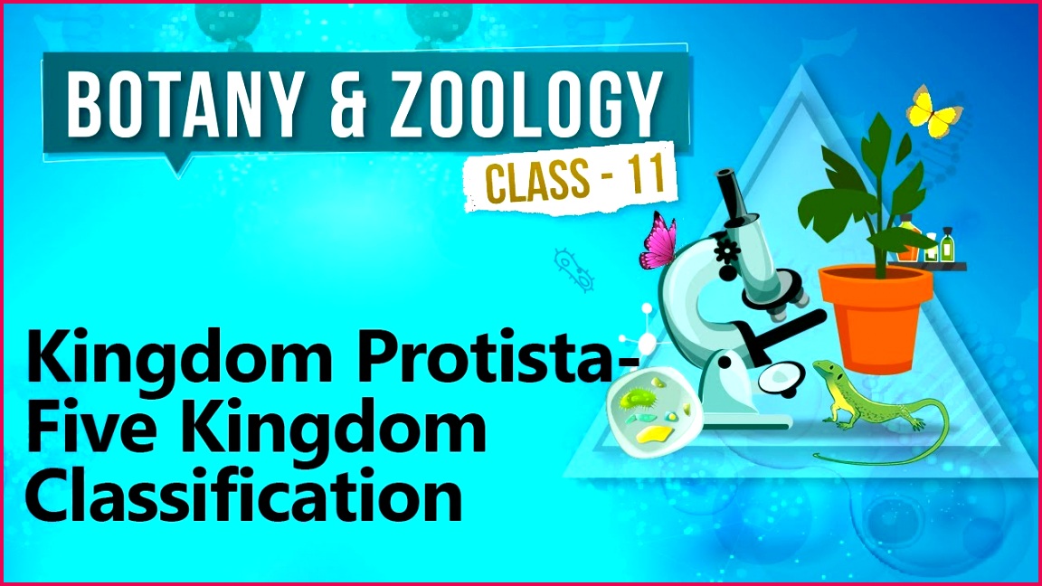 Kingdom Protista Five Kingdom Classification Diversity in 6481152 DiversityinOrganisms Biologyclass11 class11Biology