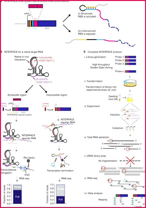 Elements utility and plete protocol of INTERFACE a Moving from 5′ to 3′ each INTERFACE is posed of a unique asRNA probe followed by the RSE