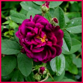 Types of Roses 270270 tuscany superb types of roses