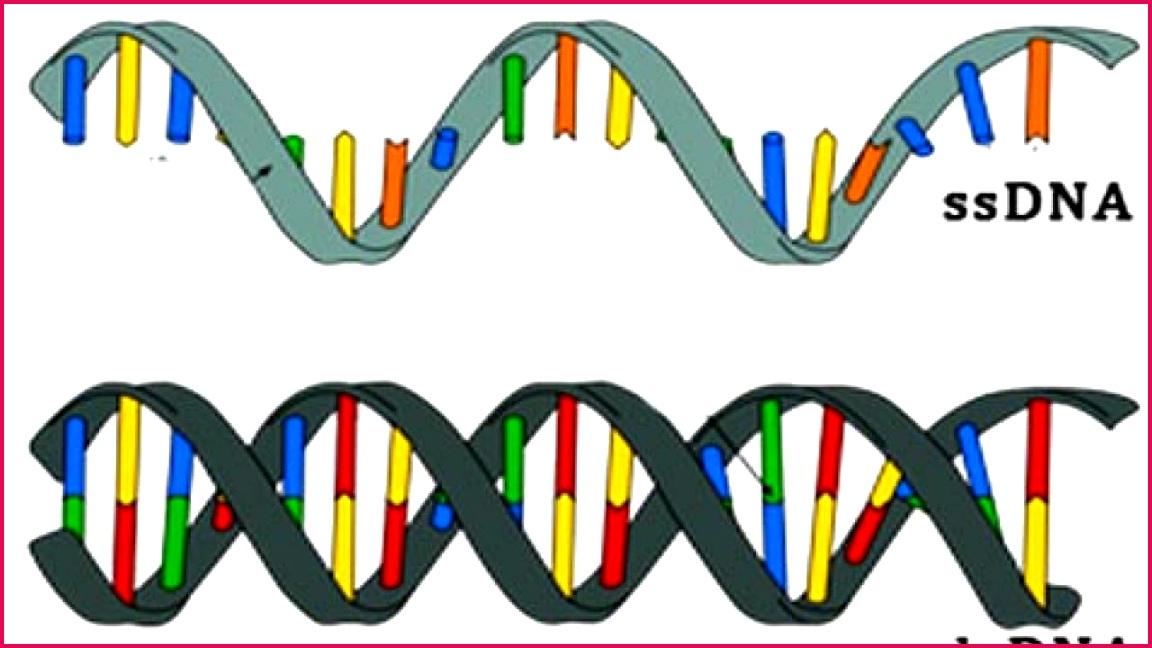 difference between ssDNA and dsDNA