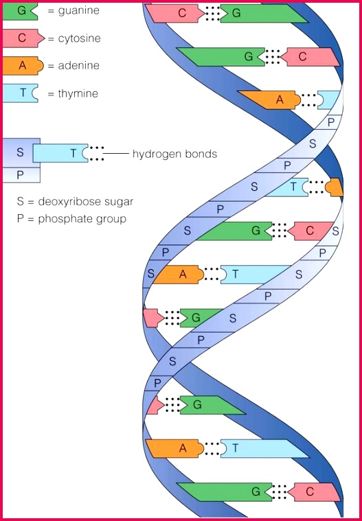 shows the double helical structure of DNA with sugar – phosphate backbone