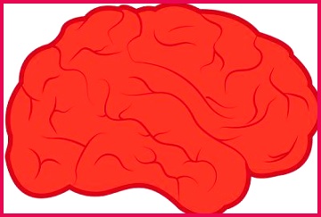 content image nervous vs endocrine