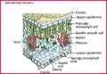 Class 12 Notes Biology Reproduction Exercise
