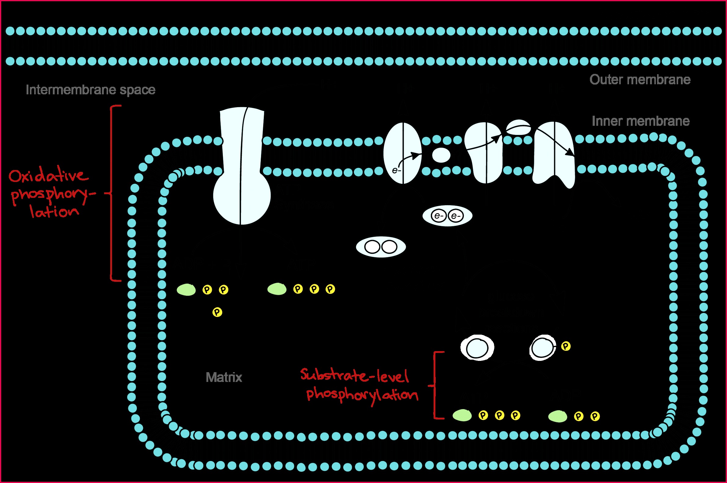 Simplified diagram showing oxidative phosphorylation and substrate level phosphorylation during glucose breakdown reactions Inside