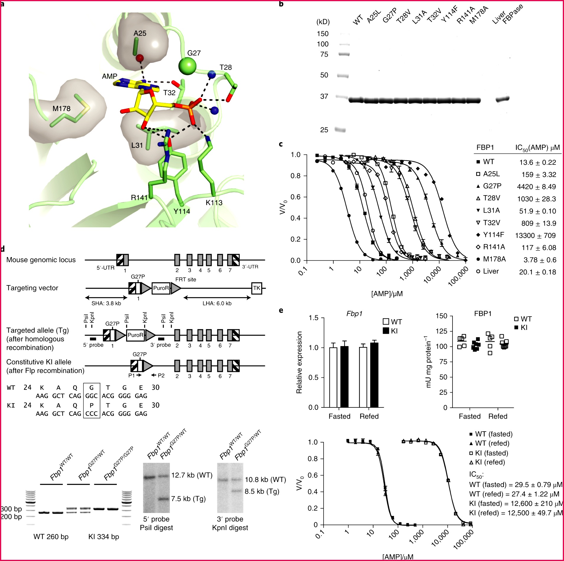 Metformin reduces liver glucose production by inhibition of fructose 1 6 bisphosphatase