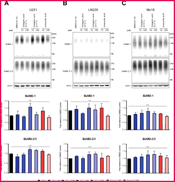 Topotecan is a potent inhibitor of SUMOylation in glioblastoma multiforme and alters both cellular replication and metabolic programming