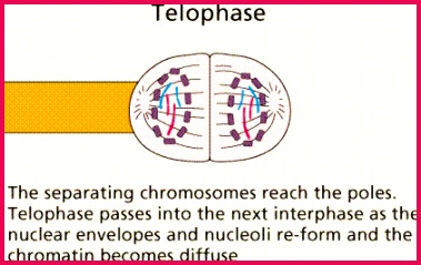 Where there was one cell there are now two smaller cells each with exactly the same genetic information These cells may then develop into different adult