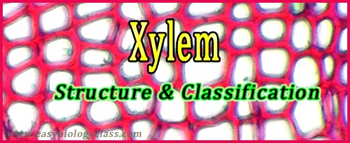 cell types in xylem