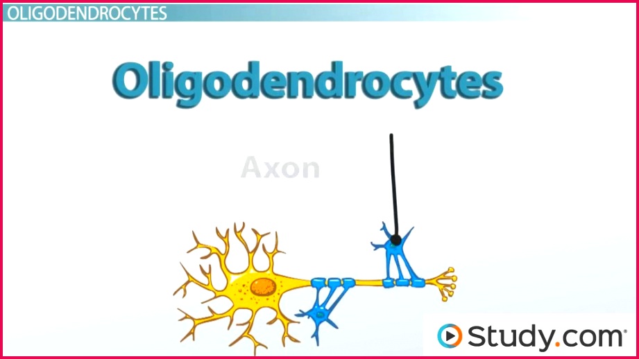 Neuroglia Function & Definition