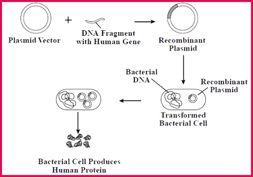 cloning genes