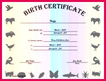 Birth certificate template 31 free word pdf psd format college graduate sample resume examples of a good essay introduction dental hygiene cover letter