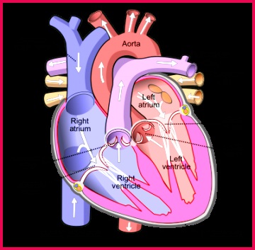 Pulmonary vein