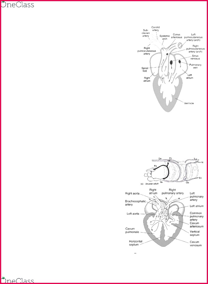 bg1