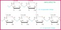 Class 11 Notes Biology Digestion Notes
