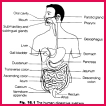 360f49bd8b82f ee3fddf2785b7 biology