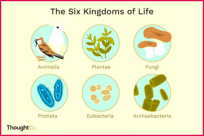 six kingdoms of life Final1 5c538e2446e0fb faa3c