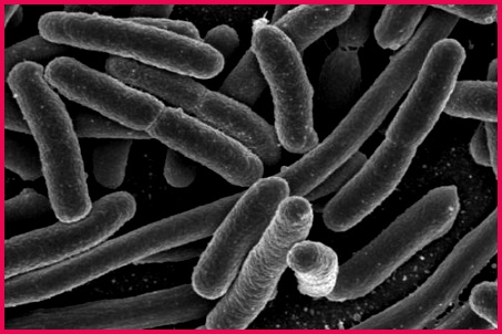 e coli large p4dudx