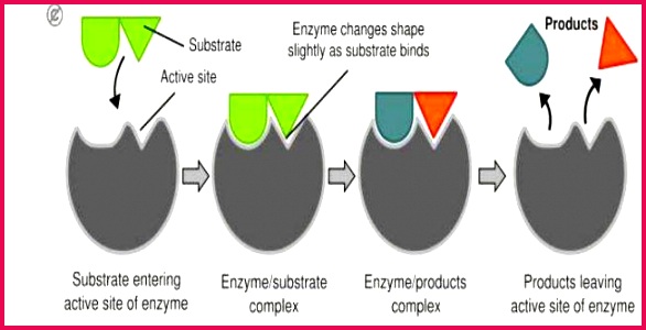 The reaction is then catalyzed and the end products released The enzyme is free to bind with another substrate molecule The enzymes can be used again and