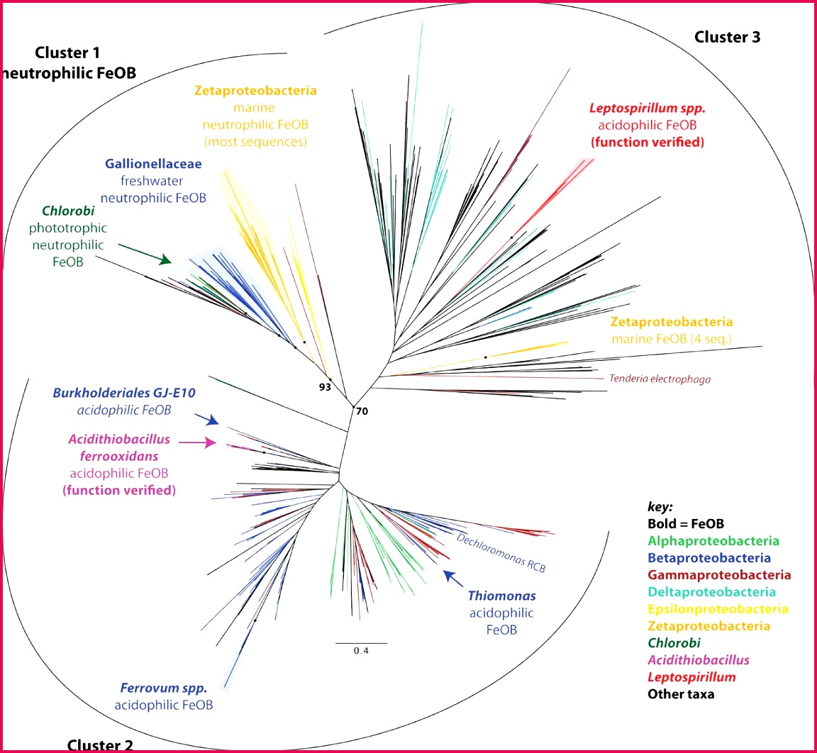 Fe oxidation by a fused cytochrome porin mon to diverse Fe 10621152 Download figure