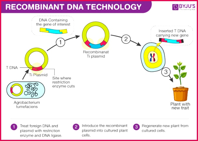 Restriction Enzymes
