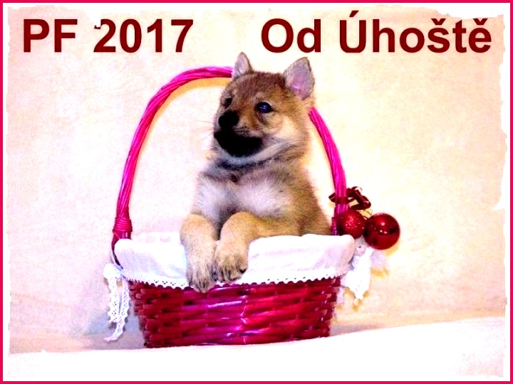 free certificate template pet birth luxury dog training elegant certifica