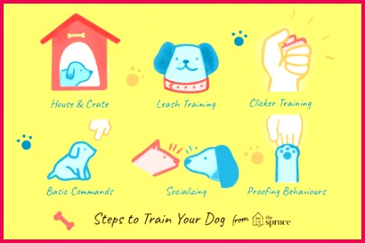 Dog Training 101 How to pletely Train Your Dog 270405 steps to train your dog FINAL 5b327bb846e0fb0037b0f6b4