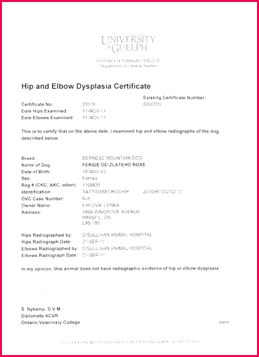empty certificate template official birth new free templates blan