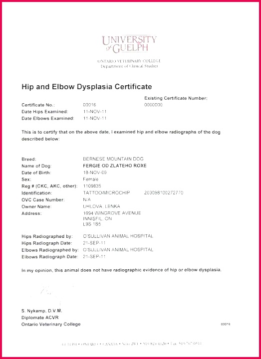 empty certificate template official birth certificate template new empty birth certificate free empty certificate templates