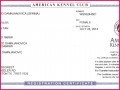 4 Online Birth Certificate Template