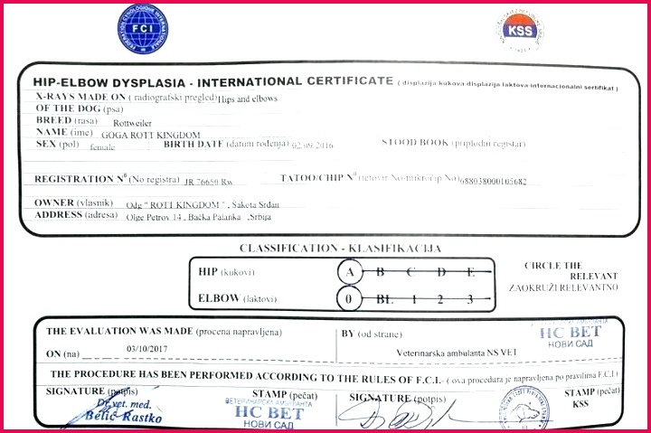 official blank birth certificate template lovely health and safety e templates pet road training free microsoft word