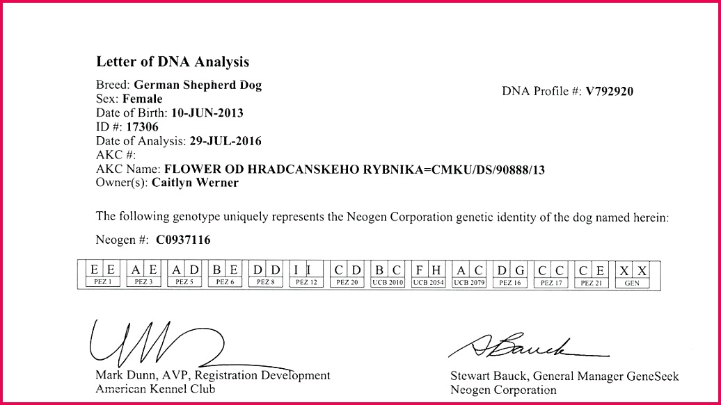 pet birth certificate template elegant best collection dog show rock