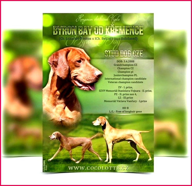 Awesome Dog Health Record Template Records Pet Templates Inspirational Walking Flyer Fresh Best Tem