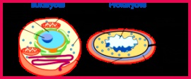 Types of cells 300x125