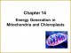 6 Chloroplast and Mitochondria Worksheet