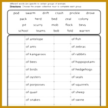 Collective Nouns Apple Activities Grammar Craft & Interactive Notebook 219219